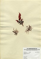 藏品(殼狀蜈蚣藻)的圖片